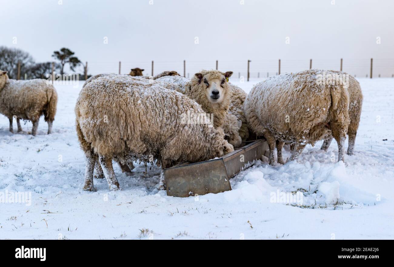 East Lothian, Schottland, Großbritannien, 9th. Februar 2021. UK Wetter: Hardy reine gezüchtet stark schwangere Shetland Schafe im Winter Schnee Fütterung aus einem Trog Stockfoto