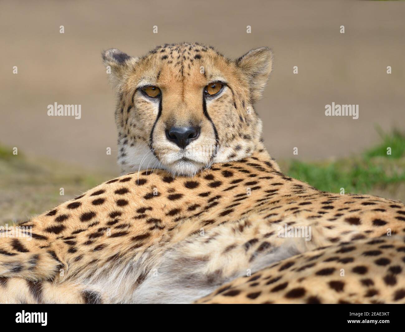 Nahaufnahme Afrikanischer Gepard (Acinonyx jubatus) von vorne gesehen Stockfoto