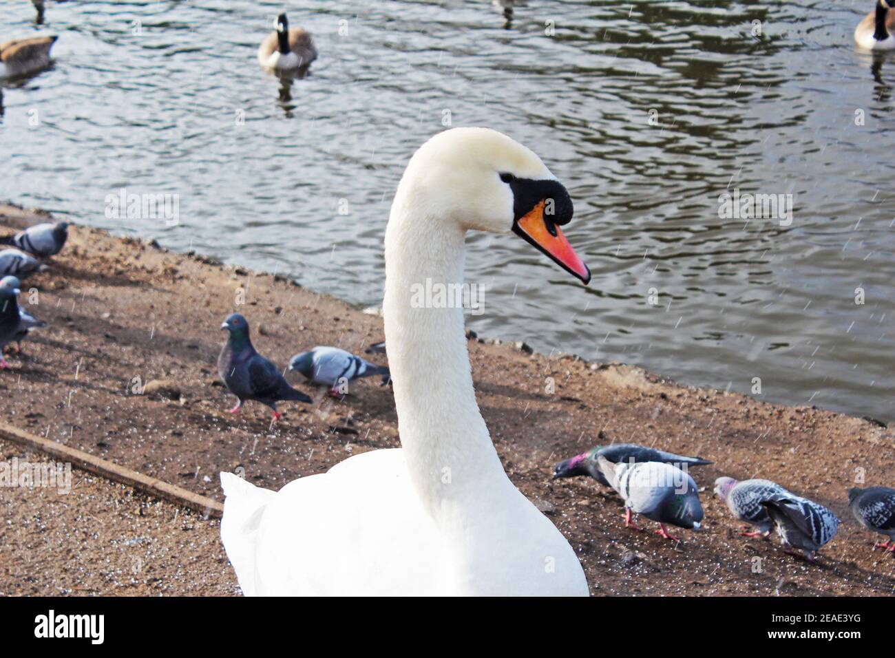 Nahaufnahme eines weißen Schwans mit einem roten Schnabel, der neben einem See mit vielen Tauben und Gänsen in Alexandra Park, Manchester, England, steht Stockfoto