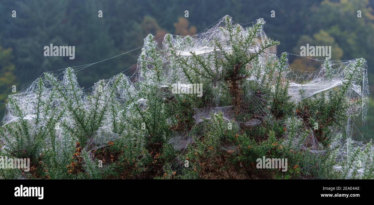 Tauüberdeckte Spinnweben Stockfoto