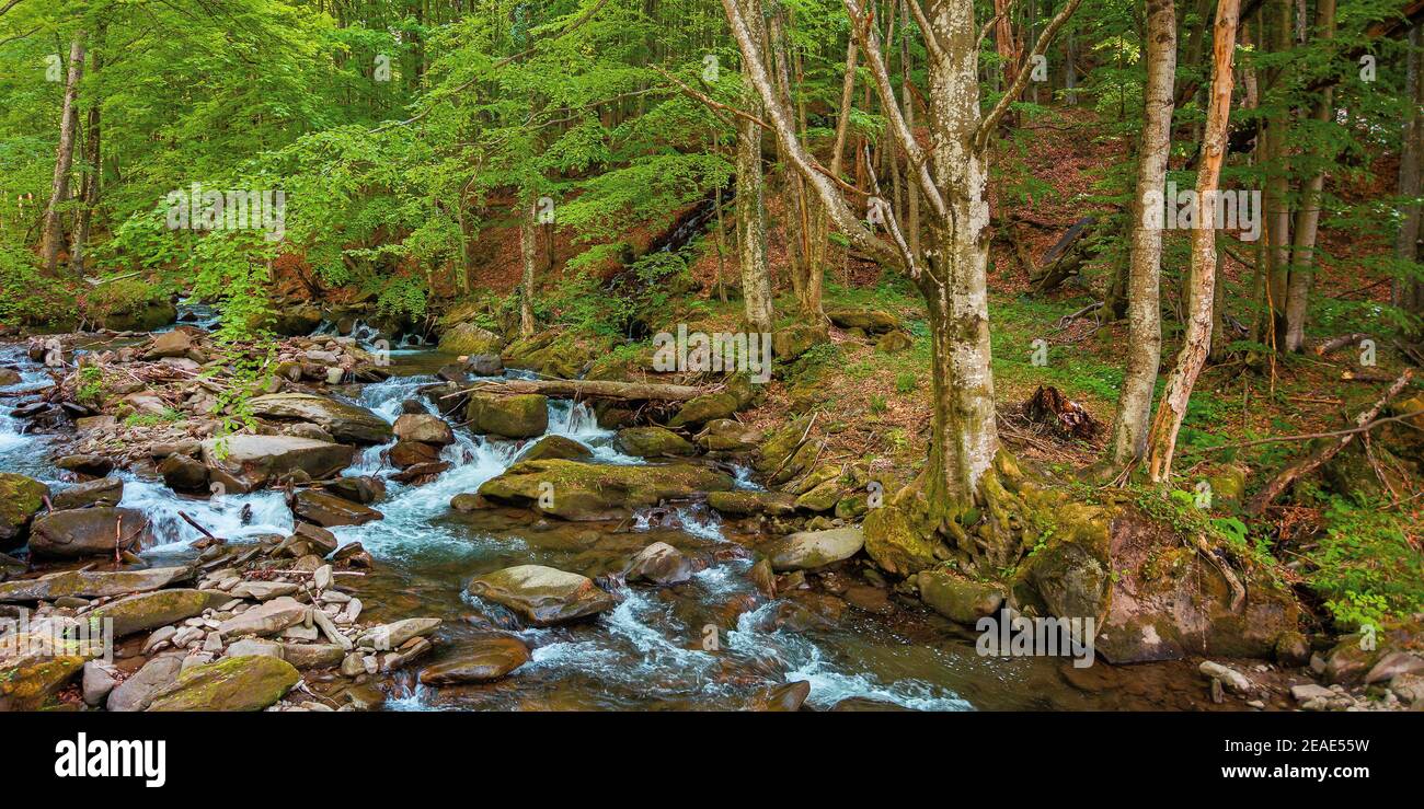 Bergfluss fließt durch den Wald. Wasserfluss zwischen den Felsen. Bäume in frischem Grün Laub. Schöne Naturlandschaft im Frühjahr Stockfoto