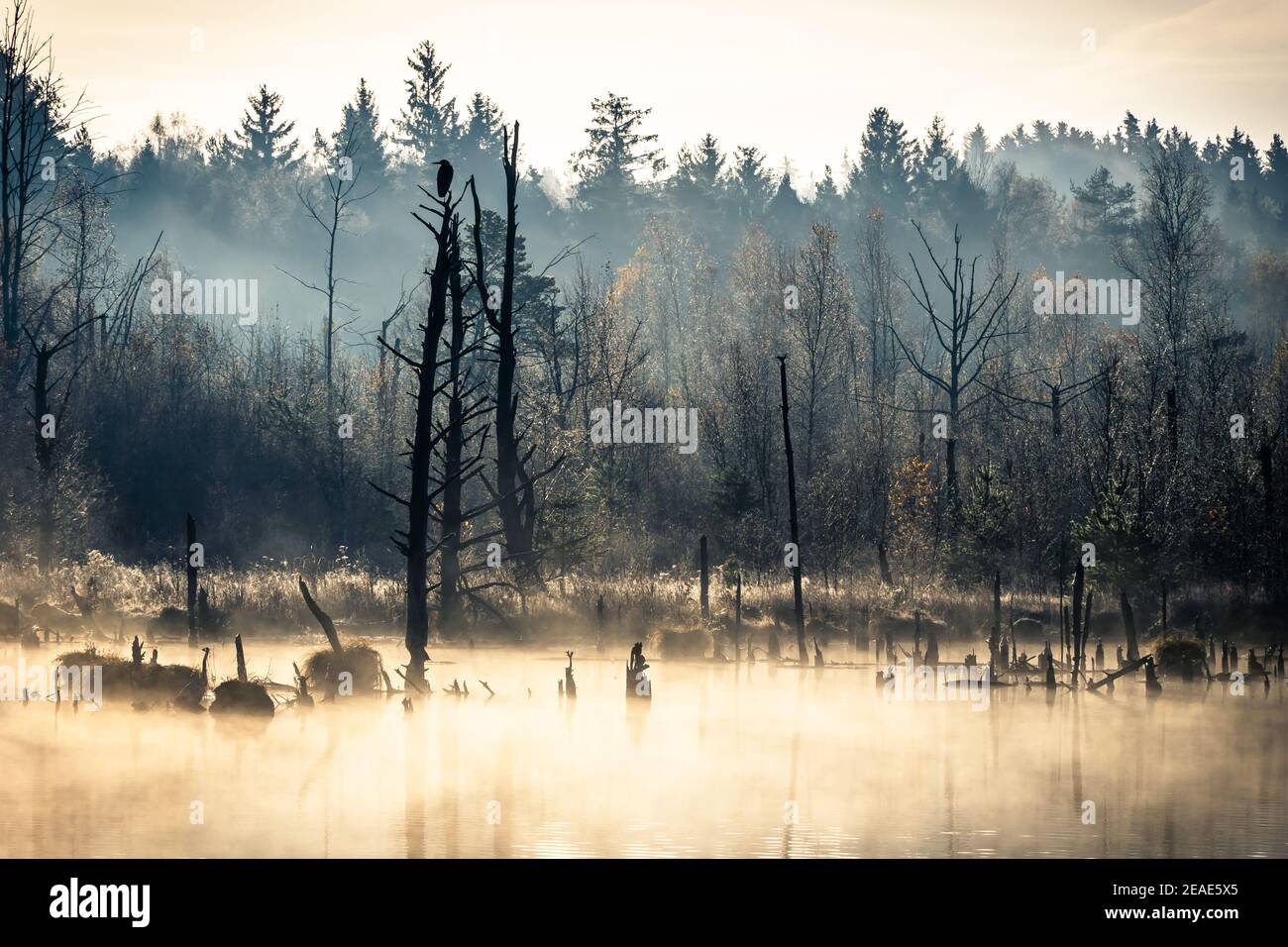 Nebliger Herbstmorgen bei Schwenninger Moos im Schwarzwald in deutschland Stockfoto