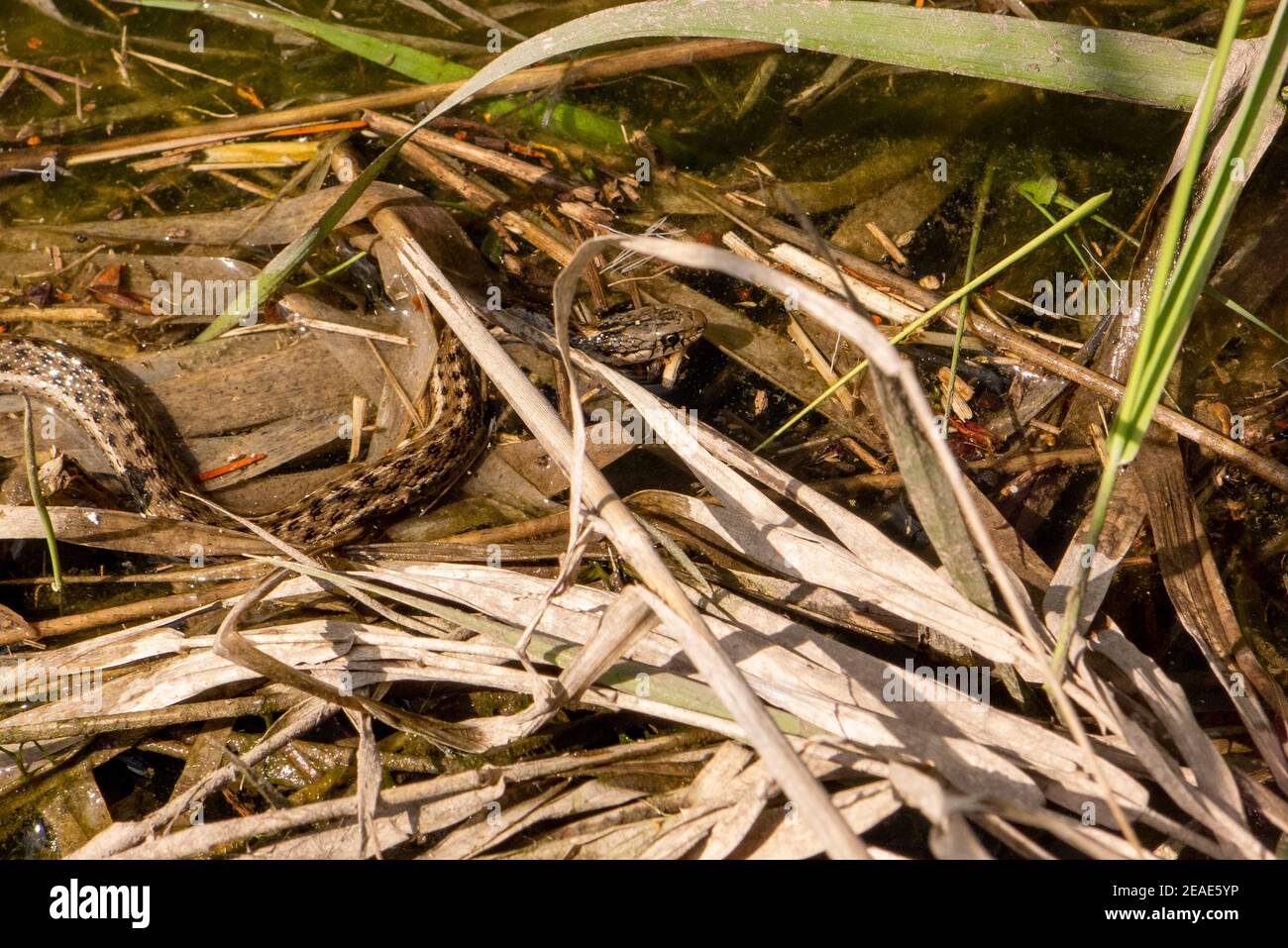 Eine Wasserrattenschlange (Thamnophis sirtalis), die in einem sumpfigen Gebiet in einem Biberteich am Rock Creek in Missoula County, Montana, schwimmt. Ki Stockfoto