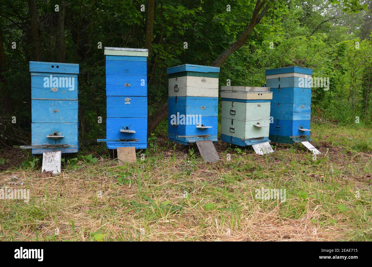 Imkerei auf der Imkerei mit blau bemalten Holzbienenstöcken, Langstrothienstöcken mit Honigbienennestern in der Waldlichtung, um Nektar und Pollen zu sammeln Stockfoto