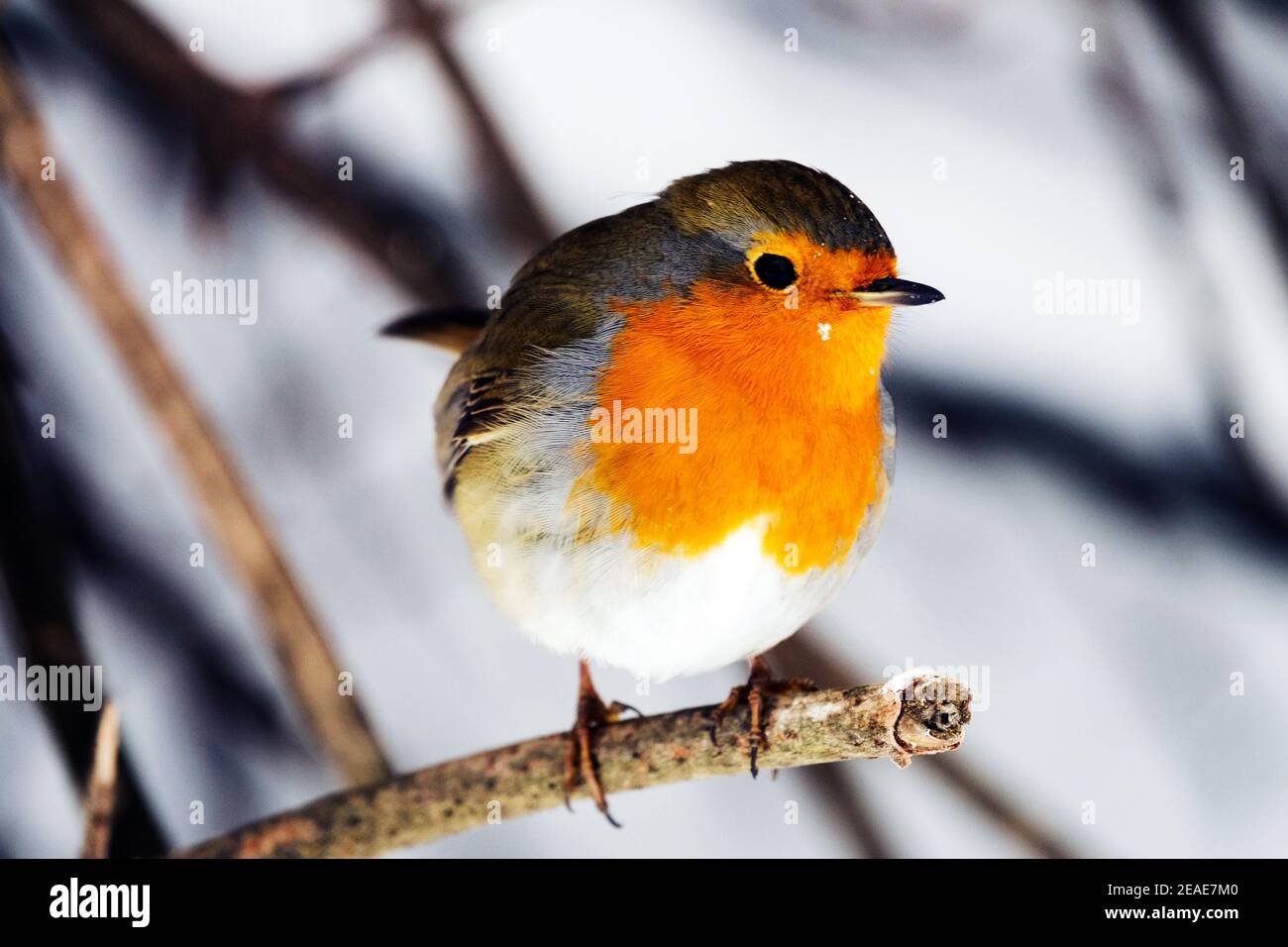 Europäischer Robin Erithacus rubecula Winter Schnee thront auf Stockfoto
