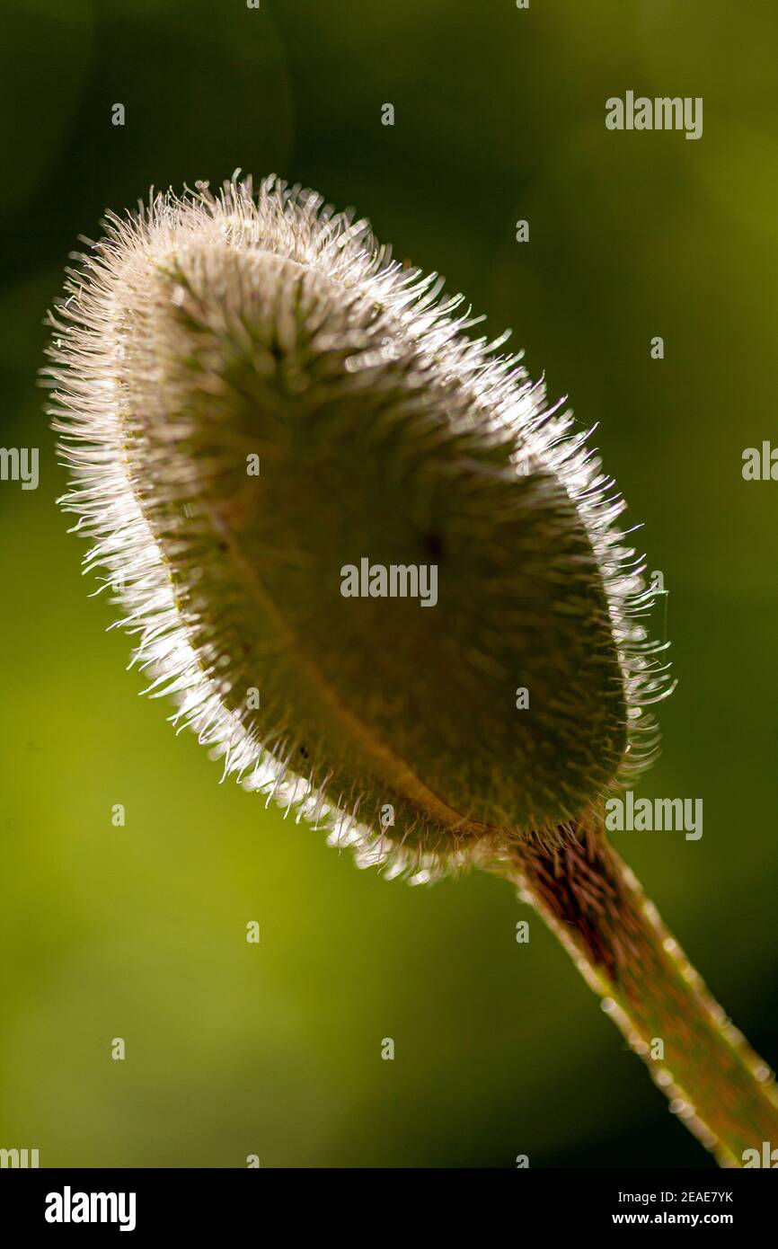 Ungeöffnete Mohn Knospe Stockfoto