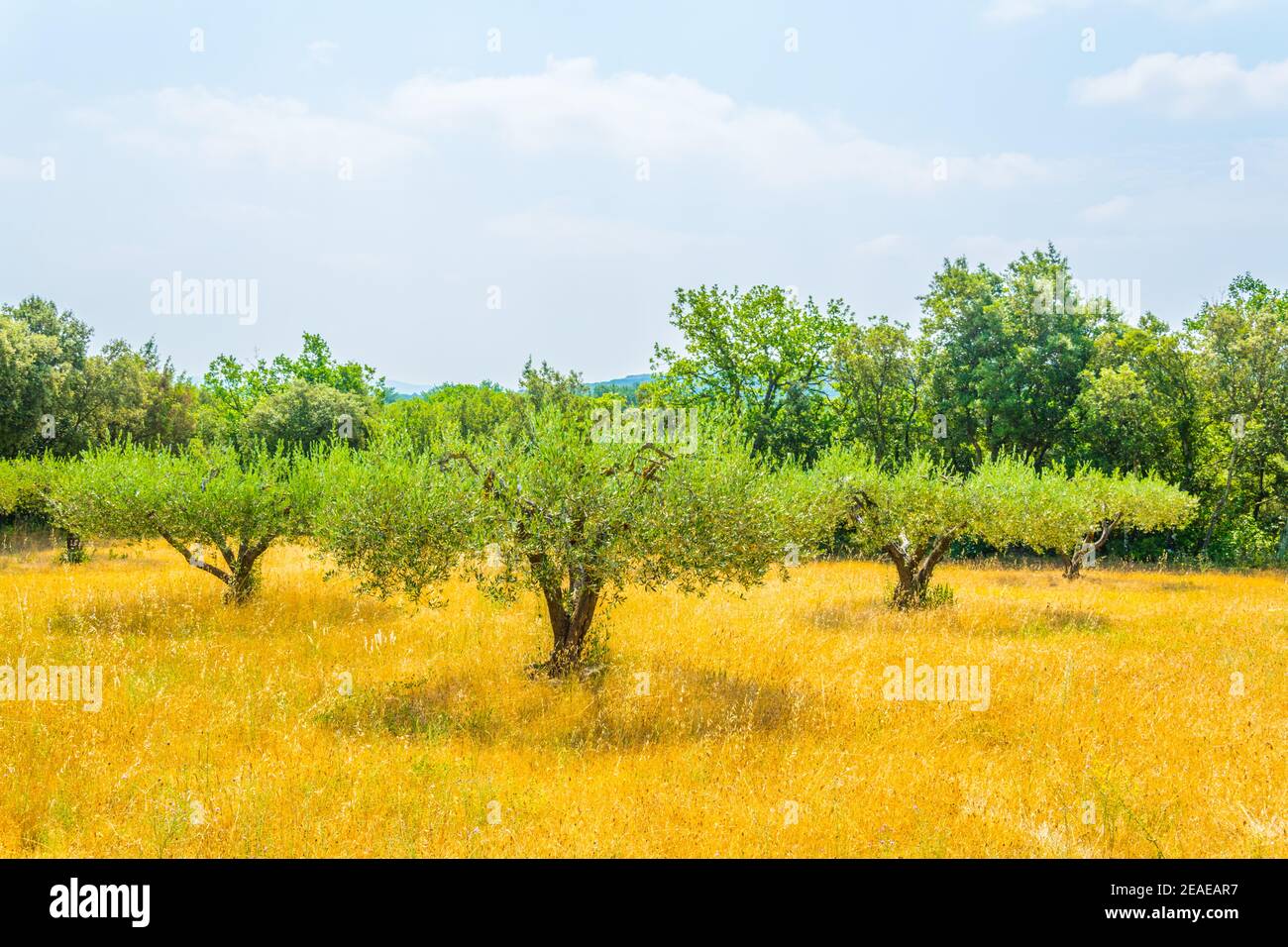 Ein Obstgarten in der Nähe von pont du gard in Frankreich Stockfoto