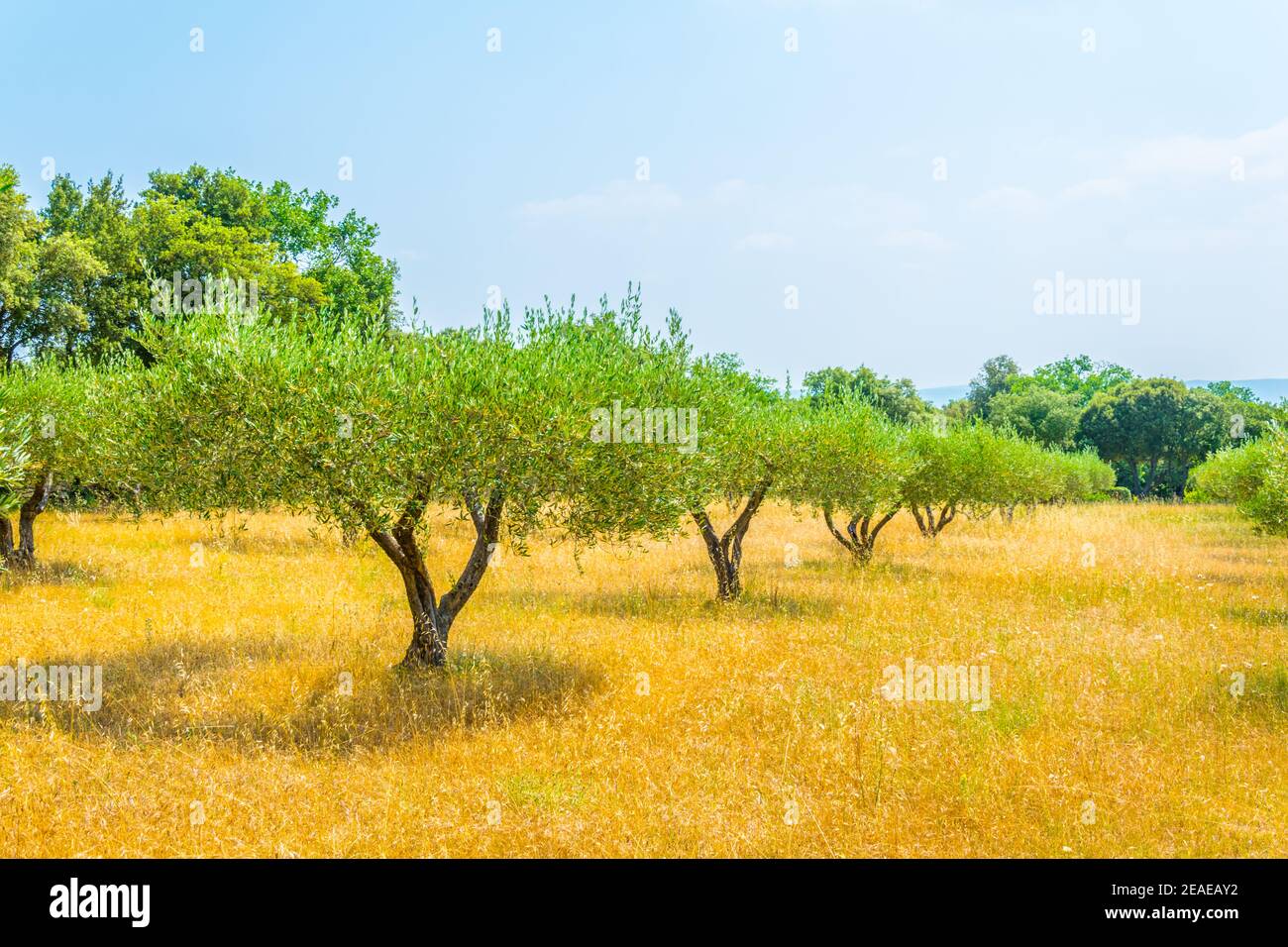 Ein Obstgarten in der Nähe von pont du gard in Frankreich Stockfoto