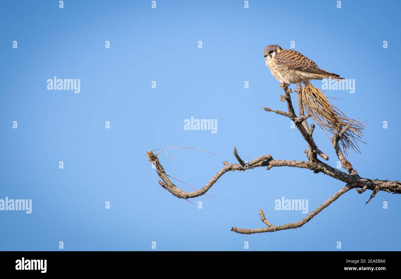 Ein kleiner Falke, amerikanischer Turmfalke, thront auf einem Ast mit einem klaren blauen Himmel Hintergrund Stockfoto