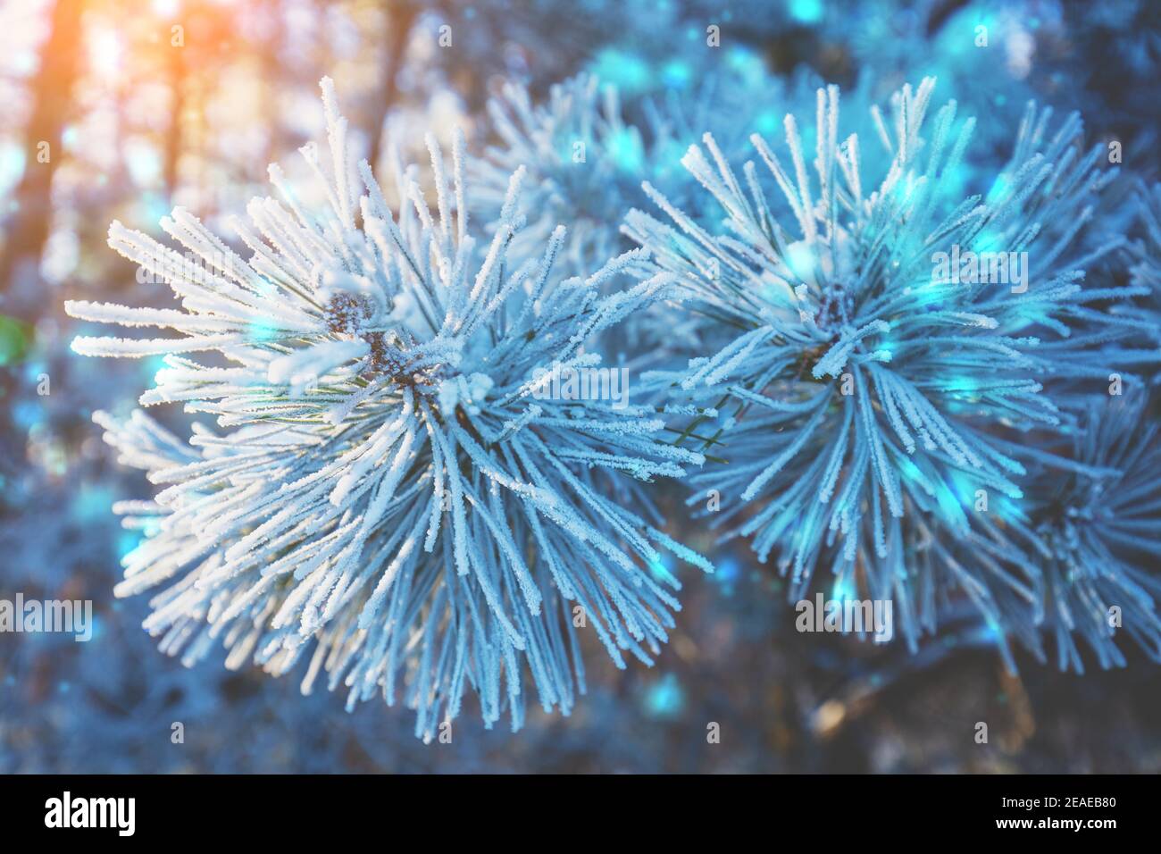 Kiefernzweige mit Reim bedeckt. Natur Winter Hintergrund. Winter Natur. Verschneite Wälder. Weihnachten Hintergrund Stockfoto