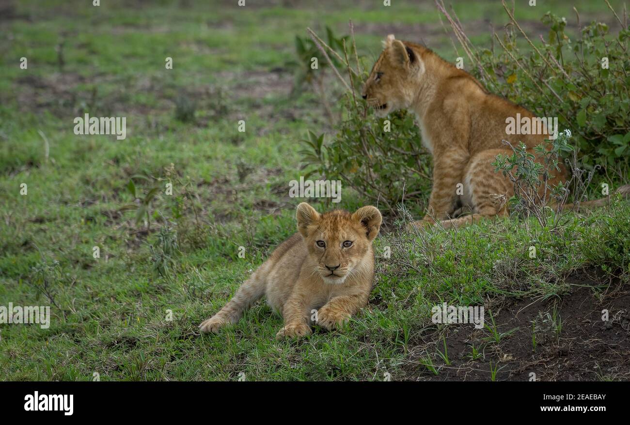 Zwei afrikanische Löwenjungen entspannen sich in der Savanne. Stockfoto
