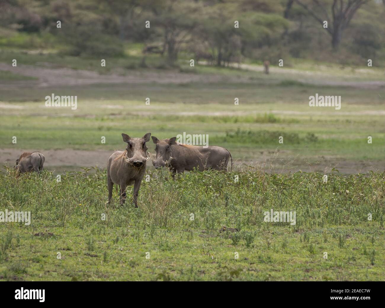 Warzenschweine in der Grünlandsavanne Afrikas. Stockfoto