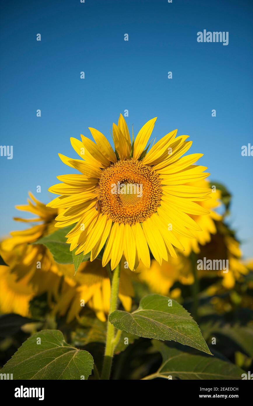 Sonnenblumenfeld in Pampas Landscape, Provinz La Pampa, Patagonien, Argentinien. Stockfoto