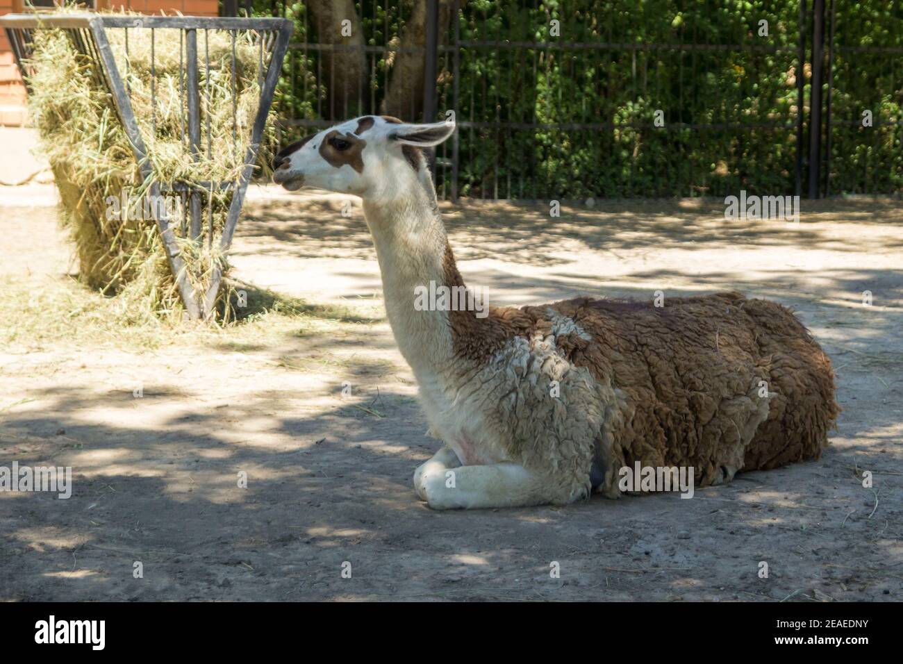 Lama glama liegt auf dem Boden auf dem Bauernhof Stockfoto