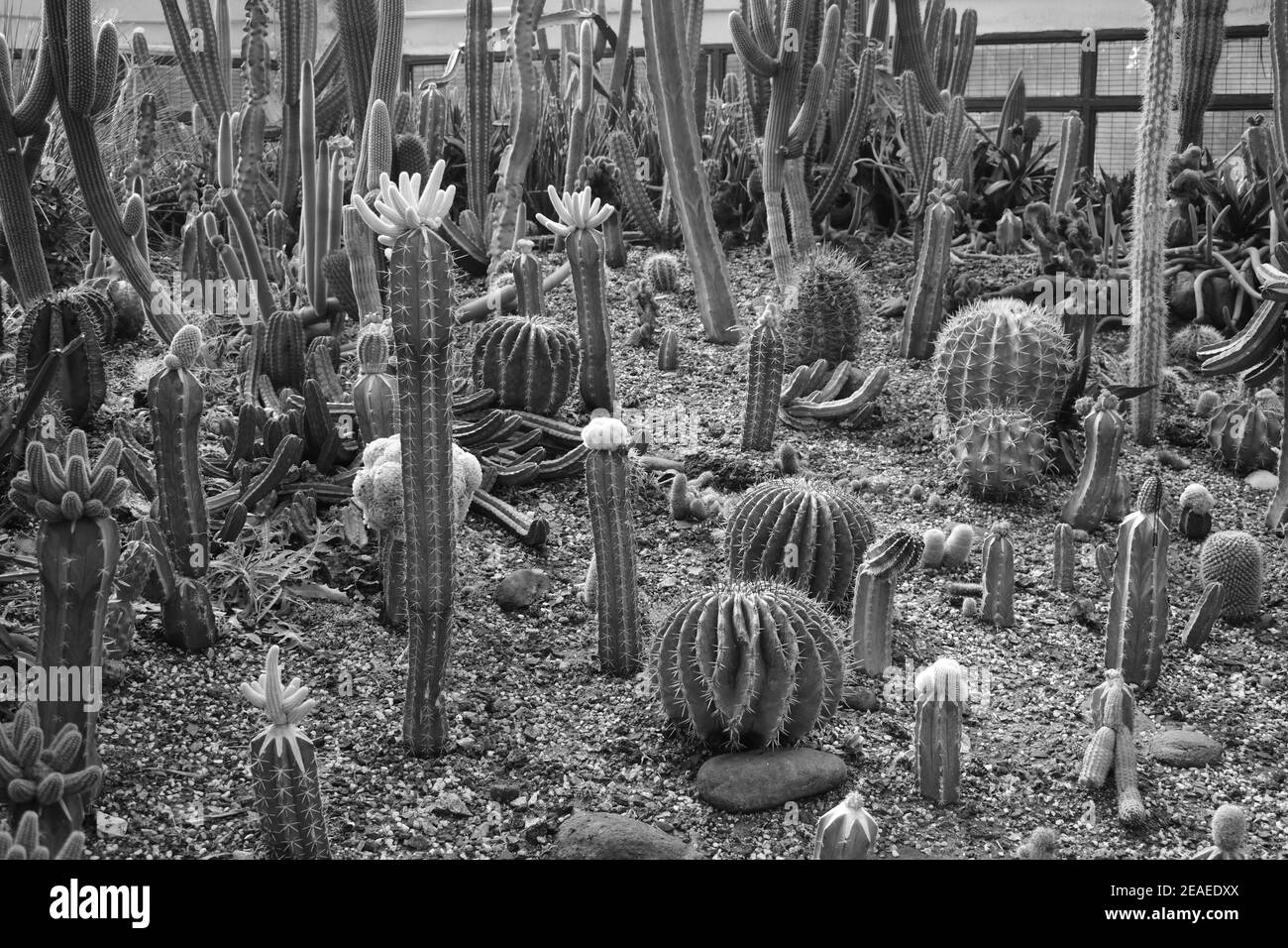 Verschiedene Arten von Kakteen und Sukkulenten in monochrom. Stockfoto