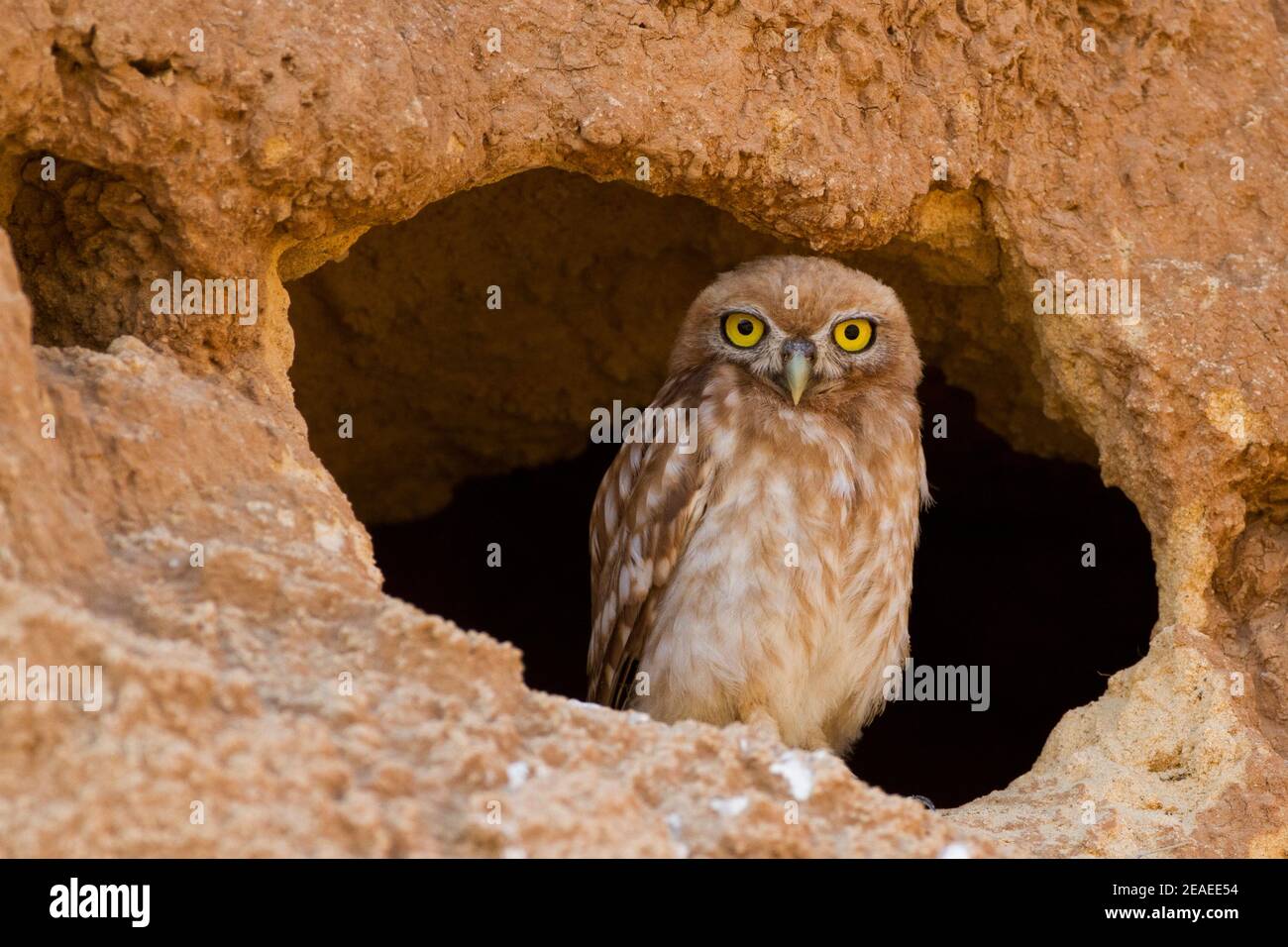 Steinkauz (Athene Noctua) Stockfoto