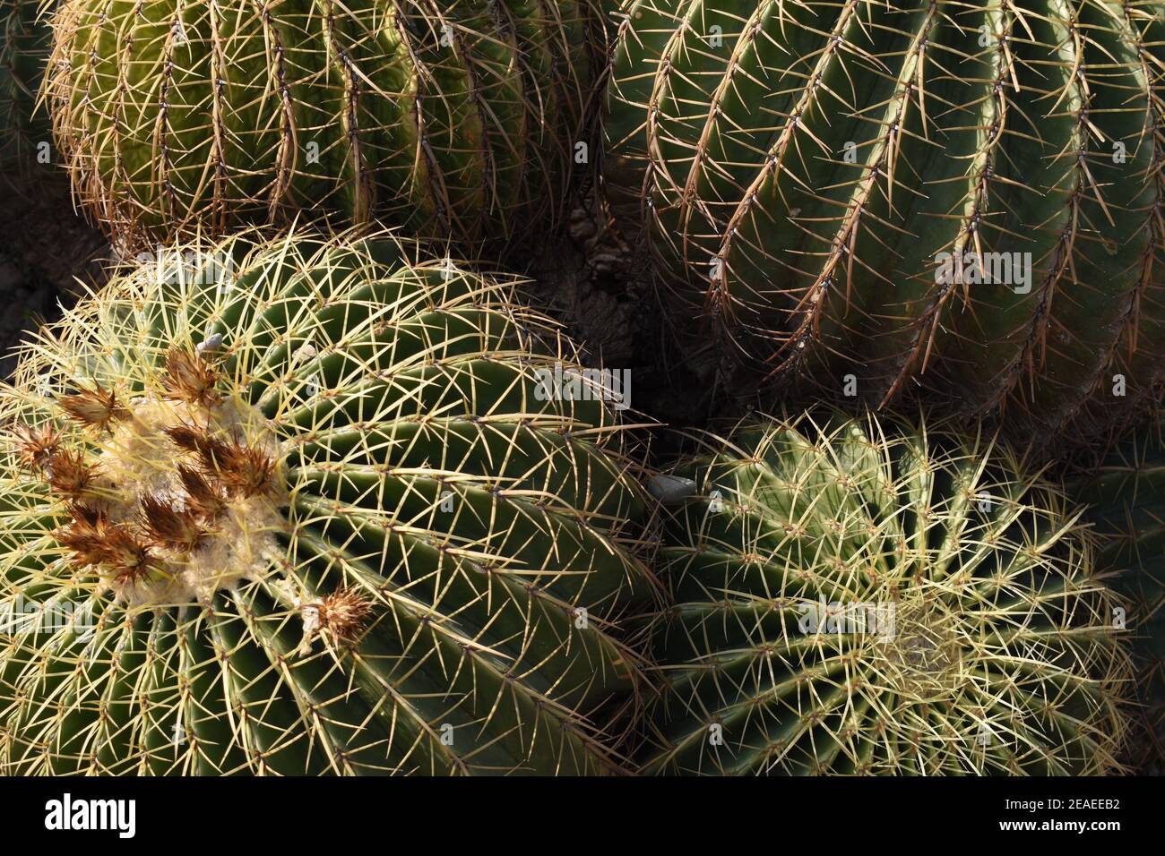 Nahaufnahme der Kakteen des Goldenen Faßels. Stockfoto