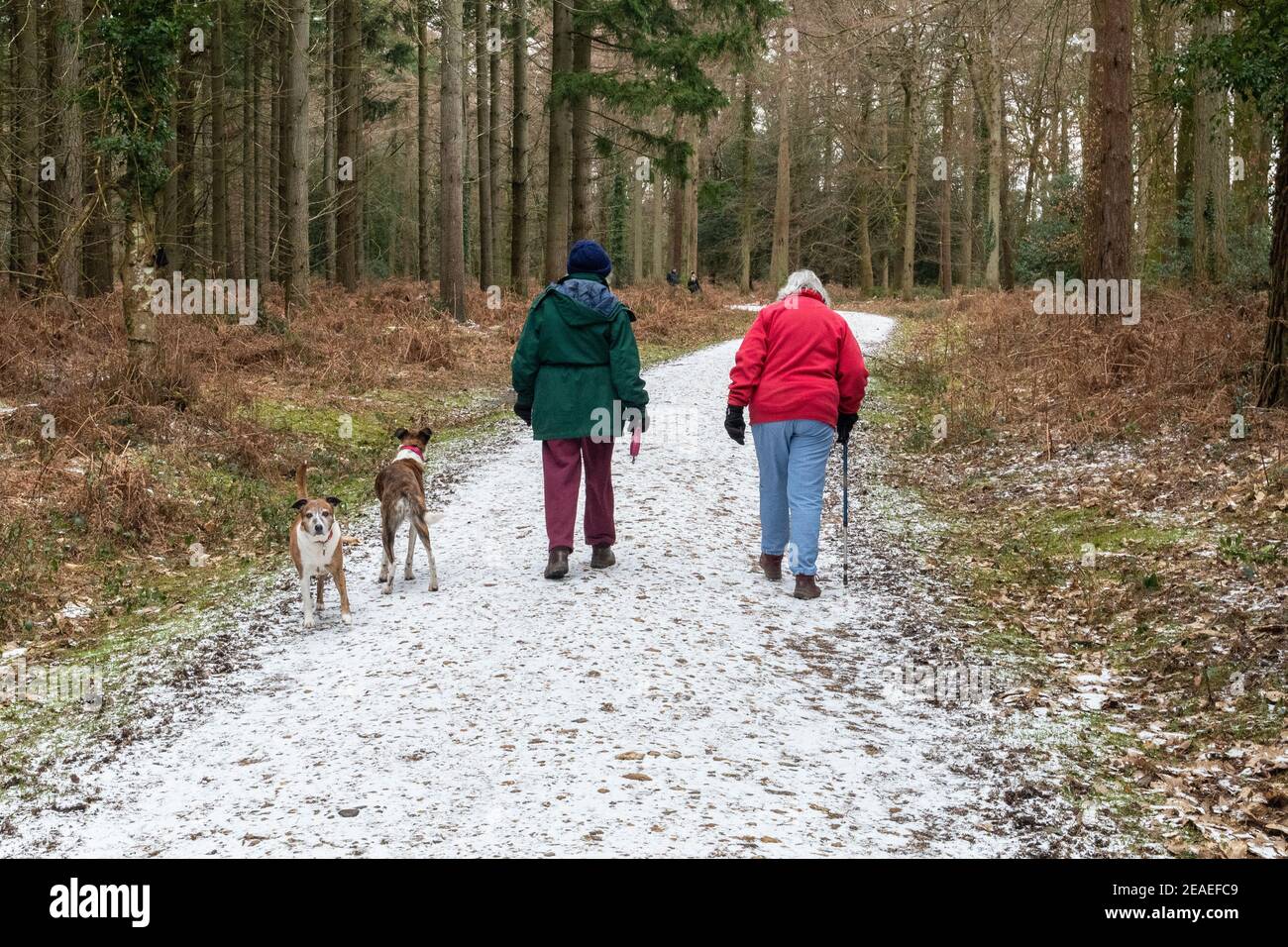 Zwei Leute laufen mit Hunden im Wald mit Schnee im Winter. Stockfoto