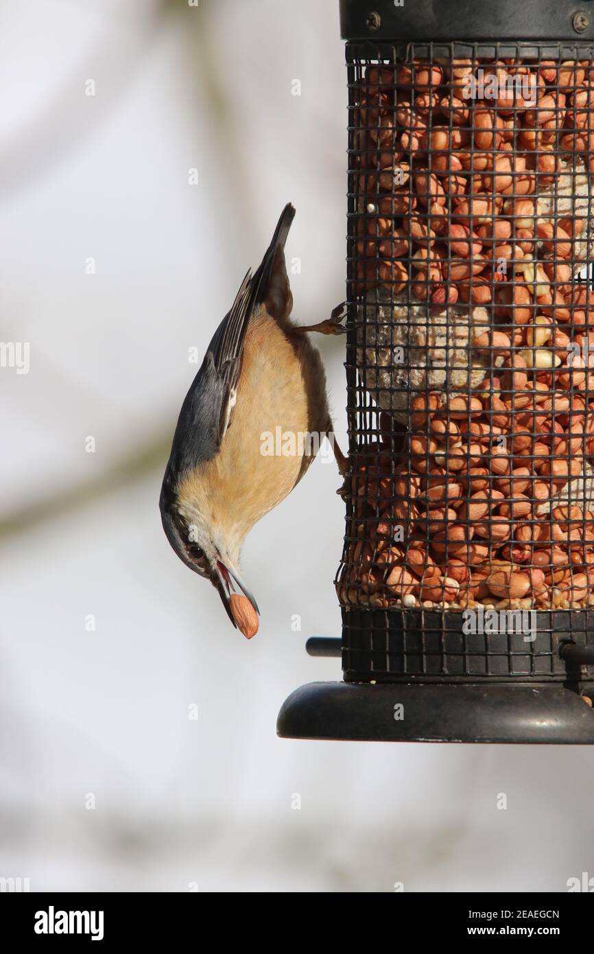 Brandsby, North Yorkshire, Großbritannien. 9th. Februar 2021. UK Wetter: Nacktschnecktfütterung im Schnee im Norden Yorkshire,9th Februar 2021. Kredit: Matt Pennington/Alamy Live Nachrichten Stockfoto
