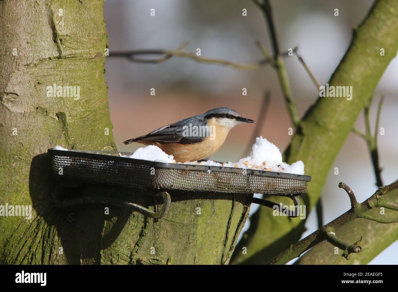 Brandsby, North Yorkshire, Großbritannien. 9th. Februar 2021. UK Wetter: Nacktschnecktfütterung im Schnee im Norden Yorkshire,9th Februar 2021. Kredit: Matt Pennington/Alamy Live Nachrichten Stockfoto