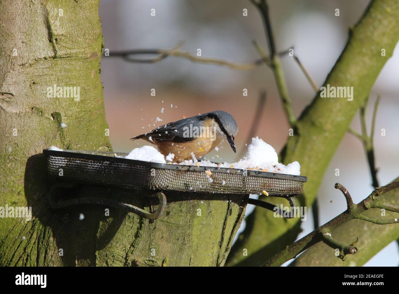 Brandsby, North Yorkshire, Großbritannien. 9th. Februar 2021. UK Wetter: Nacktschnecktfütterung im Schnee im Norden Yorkshire,9th Februar 2021. Kredit: Matt Pennington/Alamy Live Nachrichten Stockfoto