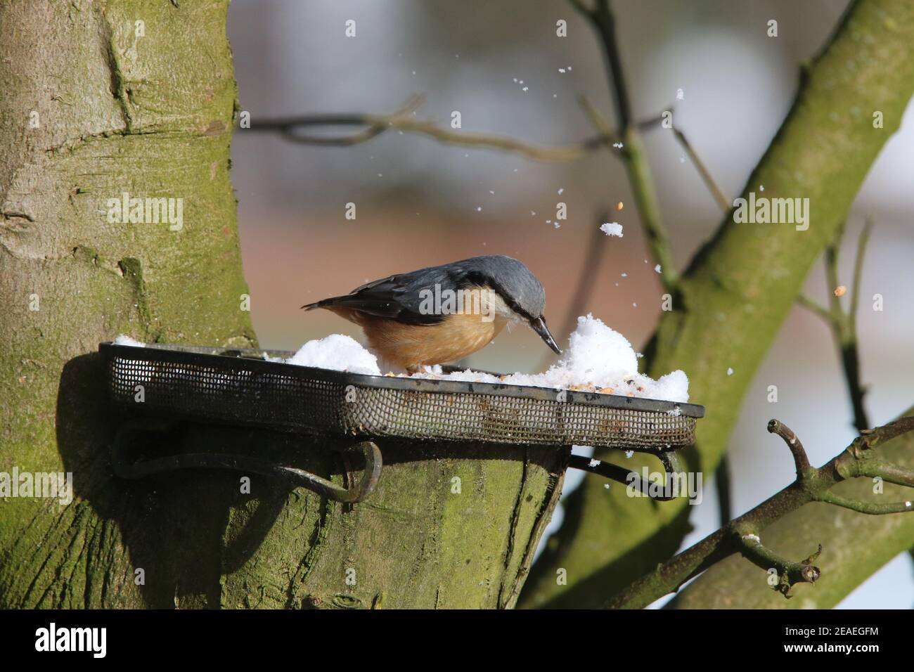 Brandsby, North Yorkshire, Großbritannien. 9th. Februar 2021. UK Wetter: Nacktschnecktfütterung im Schnee im Norden Yorkshire,9th Februar 2021. Kredit: Matt Pennington/Alamy Live Nachrichten Stockfoto