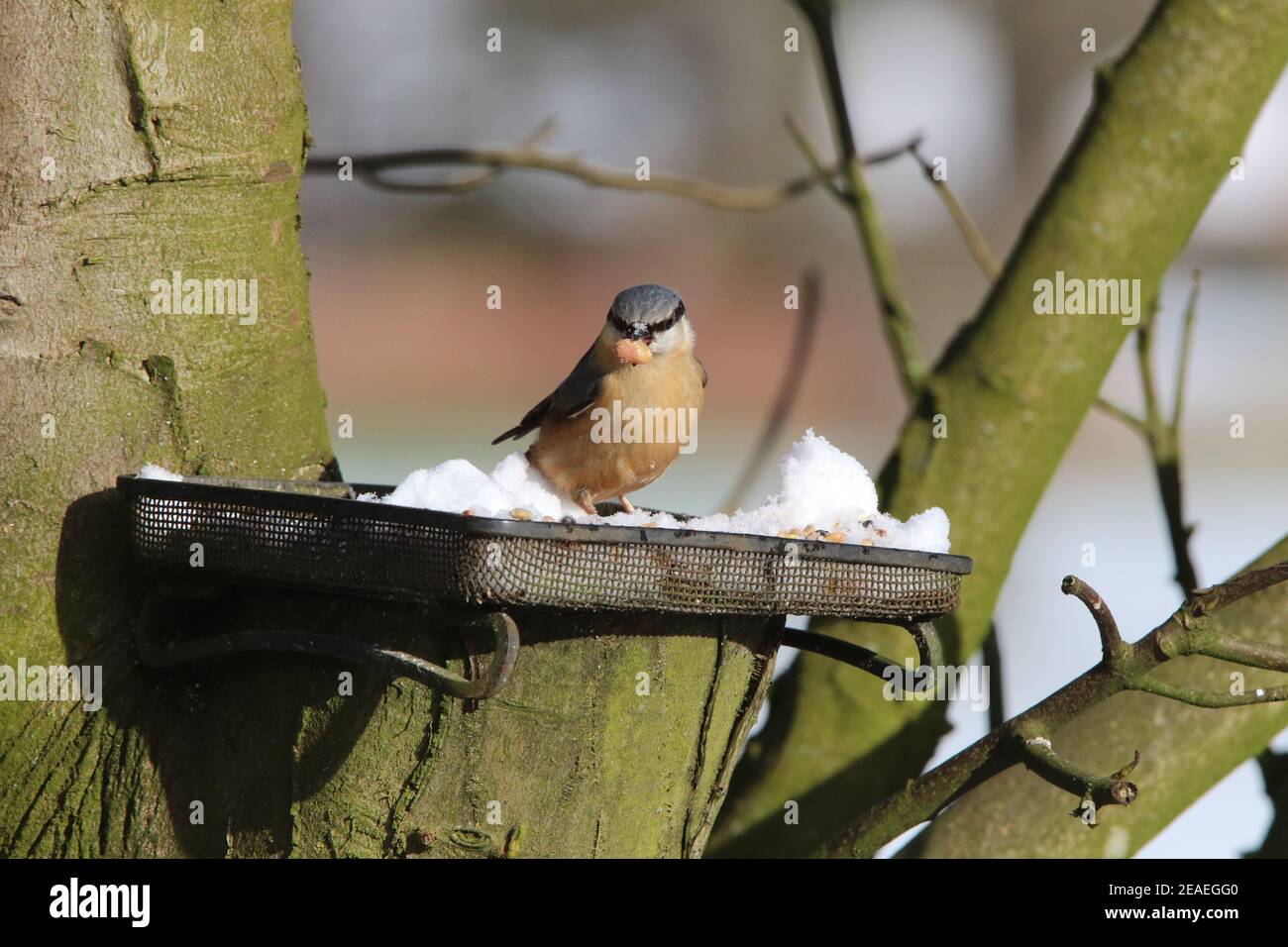 Brandsby, North Yorkshire, Großbritannien. 9th. Februar 2021. UK Wetter: Nacktschnecktfütterung im Schnee im Norden Yorkshire,9th Februar 2021. Kredit: Matt Pennington/Alamy Live Nachrichten Stockfoto
