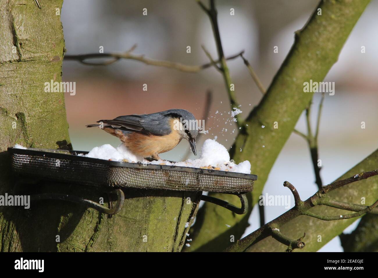 Brandsby, North Yorkshire, Großbritannien. 9th. Februar 2021. UK Wetter: Nacktschnecktfütterung im Schnee im Norden Yorkshire,9th Februar 2021. Kredit: Matt Pennington/Alamy Live Nachrichten Stockfoto