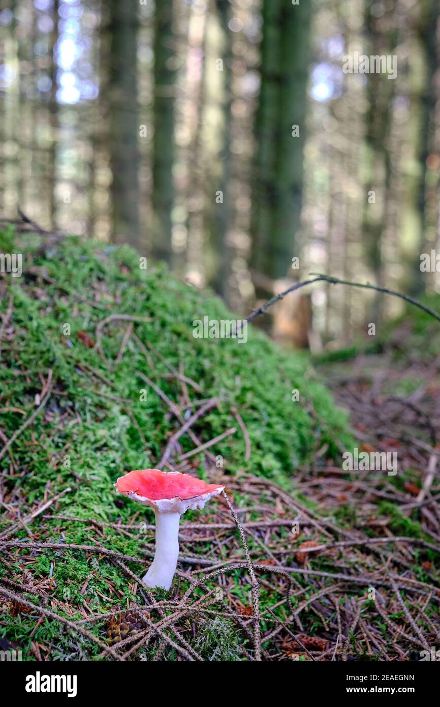 Einzelner roter und weißer Toadhocker auf dem Waldboden bei Llyn Brenig, Wales Stockfoto