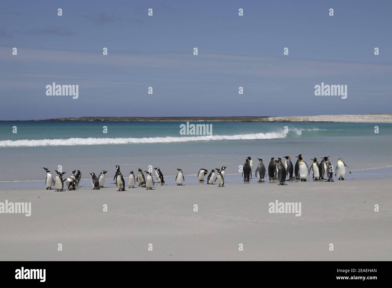 Königspinguin, Aptenodytes patagonicus, mit Magellanischen Pinguinen am Strand Stockfoto