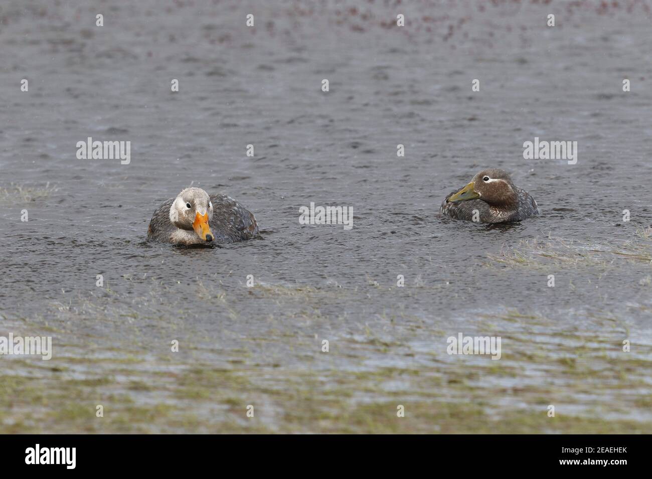 Fliegende Dampfente, Tachyeres patachonicus, Paar auf Süßwassersee Stockfoto