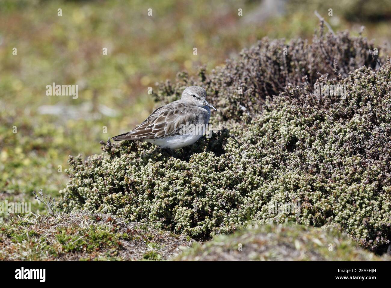 Weißrumpeliger Sandpiper, Calidris fuscicollis, in Diddle-dee Stockfoto