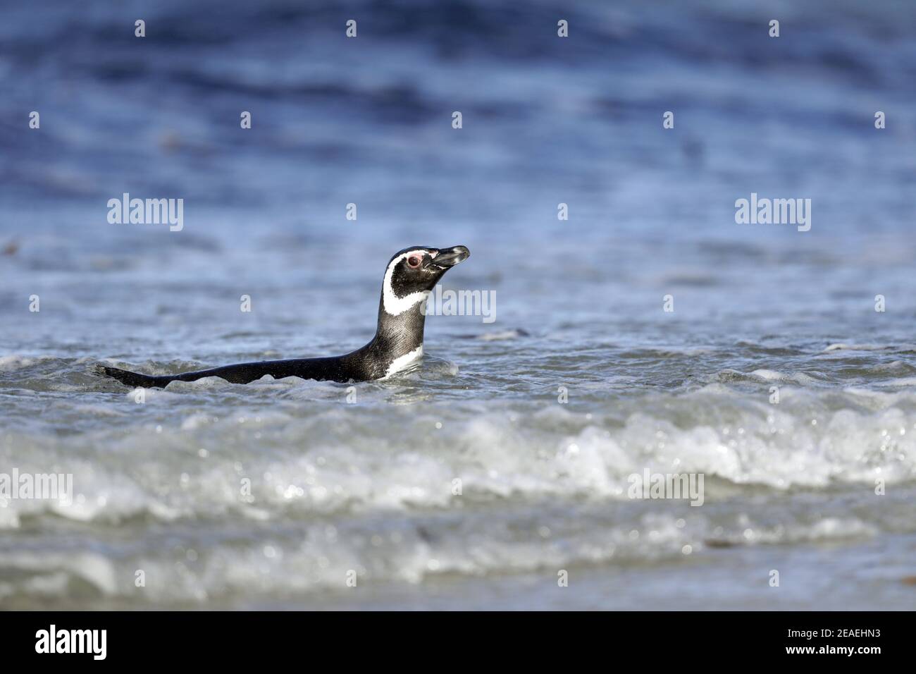 Magellanic Penguin, Spheniscus magellanicus, Schwimmen im Ozean Stockfoto