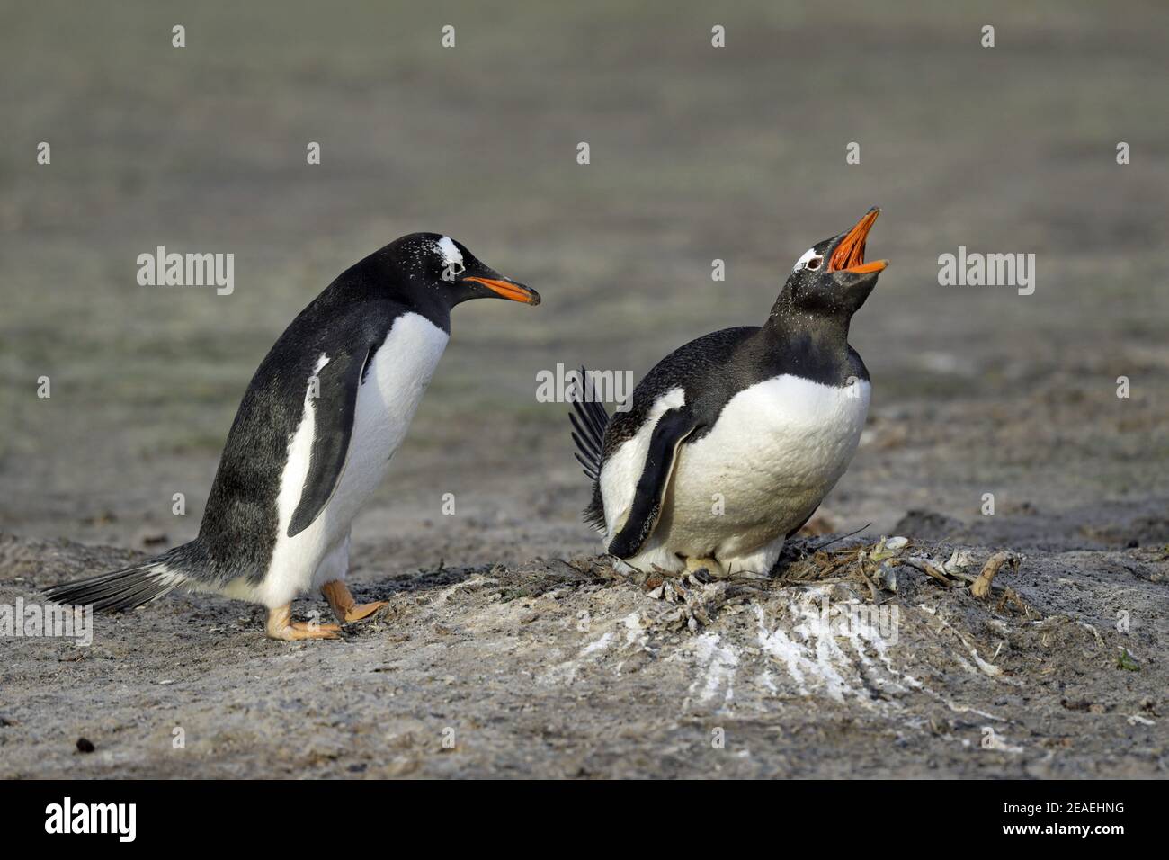 Gentoo Penguin, Pygoscelis papua, ruft beim Nestwechsel Stockfoto