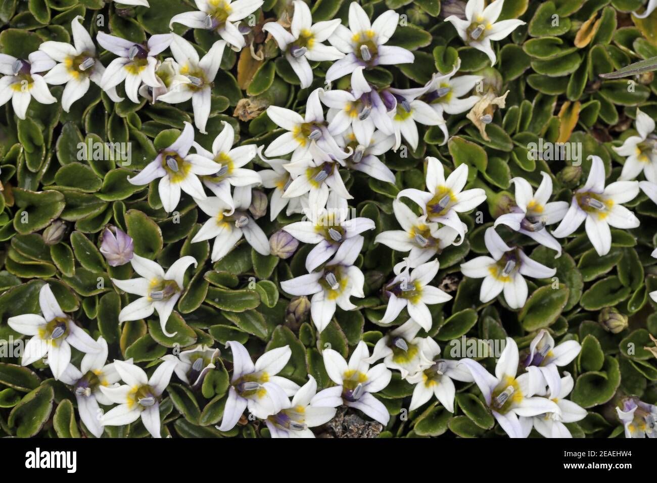 Berry-Lobelia (schleichende Pratia), Lobelia (Pratia) repens Stockfoto