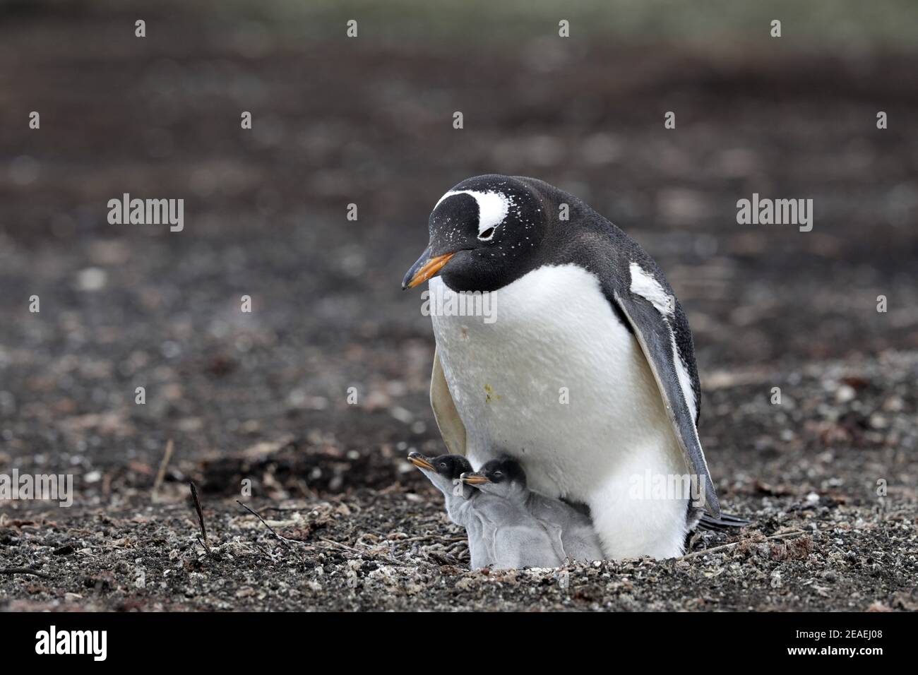 Gentoo Penguin, Pygoscelis papua Stockfoto