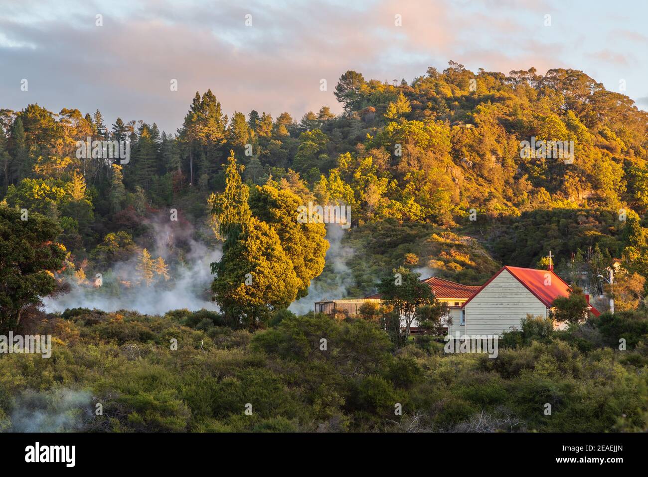 Dampf steigt aus geothermischen heißen Quellen im Wald von Whakarewarewa Village, Rotorua, Neuseeland Stockfoto