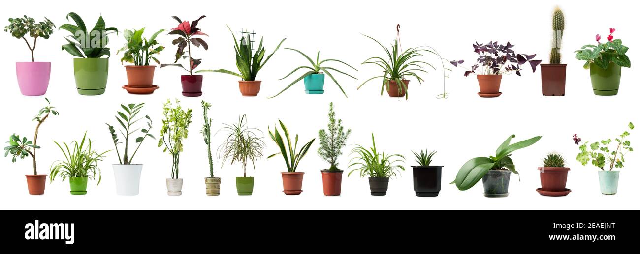 Set von Innenpflanzen in einem Topf isoliert auf einem weien Hintergrund.  Sammlung von verschiedenen Haus Pflanzen. Collage Seitenansicht Home  Pflanze Stockfotografie - Alamy