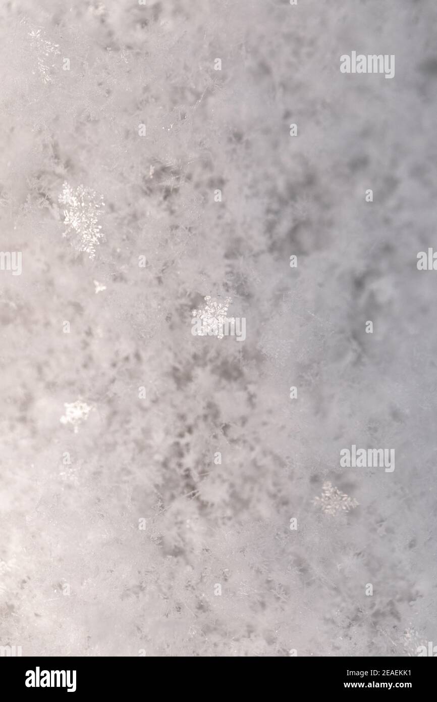 Frische Schneeflocken in Nahaufnahme Makrodetails mit einzelnen Flocken Leuchtet im Licht Stockfoto