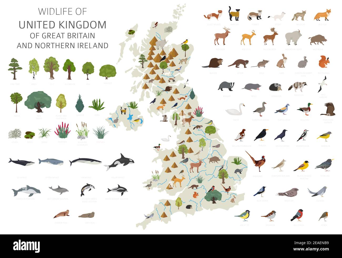 Flaches Design der britischen Tierwelt. Tiere, Vögel und Pflanzen Konstruktor Elemente isoliert auf weißem Set. Erstellen Sie Ihre eigene Geographie Infografiken CO Stock Vektor