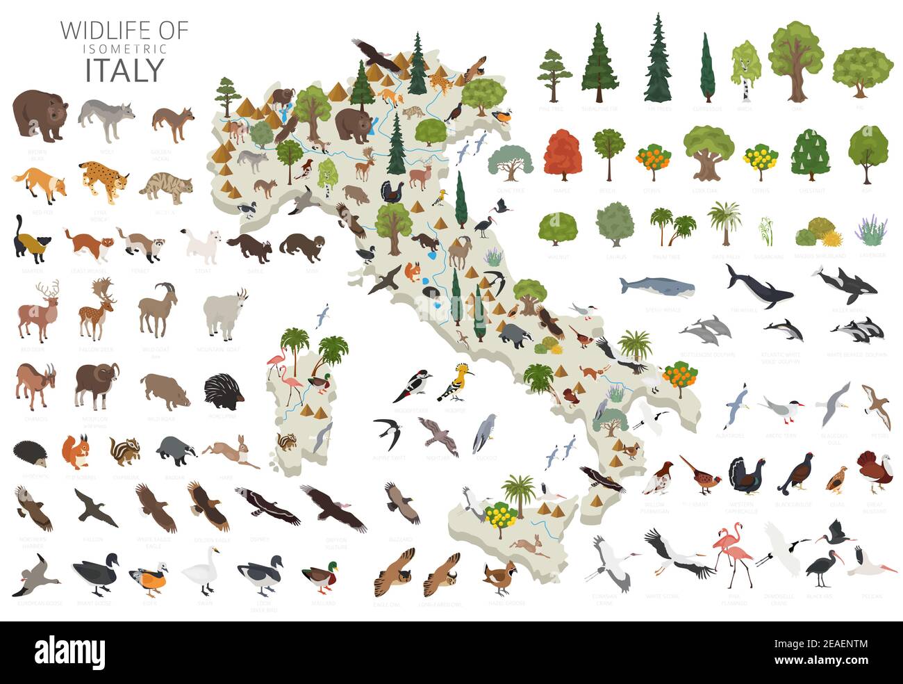 Isometrisches 3D Design von Italien Tierwelt. Tiere, Vögel und Pflanzen Konstruktor Elemente isoliert auf weißem Set. Erstellen Sie Ihre eigene Geographie Infografiken col Stock Vektor Isometrisches 3D Design von Italien Tierwelt. Tiere, Vögel und Pflanzen Konstruktor Elemente isoliert auf weißem Set. Erstellen Sie Ihre eigene Geographie Infografiken col Stock Vektor