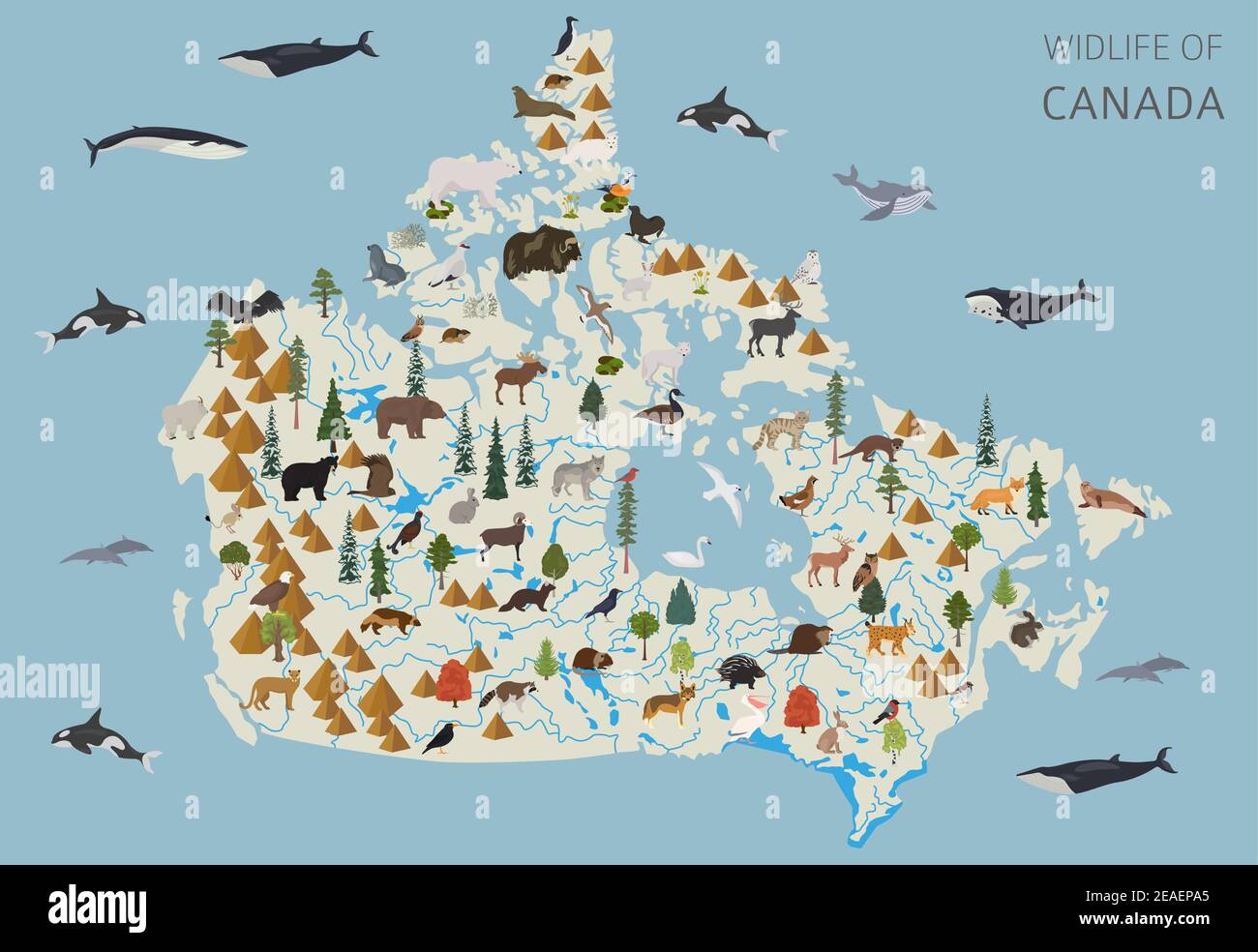 Flaches Design der kanadischen Tierwelt. Tiere, Vögel und Pflanzen Konstruktor Elemente isoliert auf weißem Set. Erstellen Sie Ihre eigene Geographie Infografiken Sammlung Stock Vektor