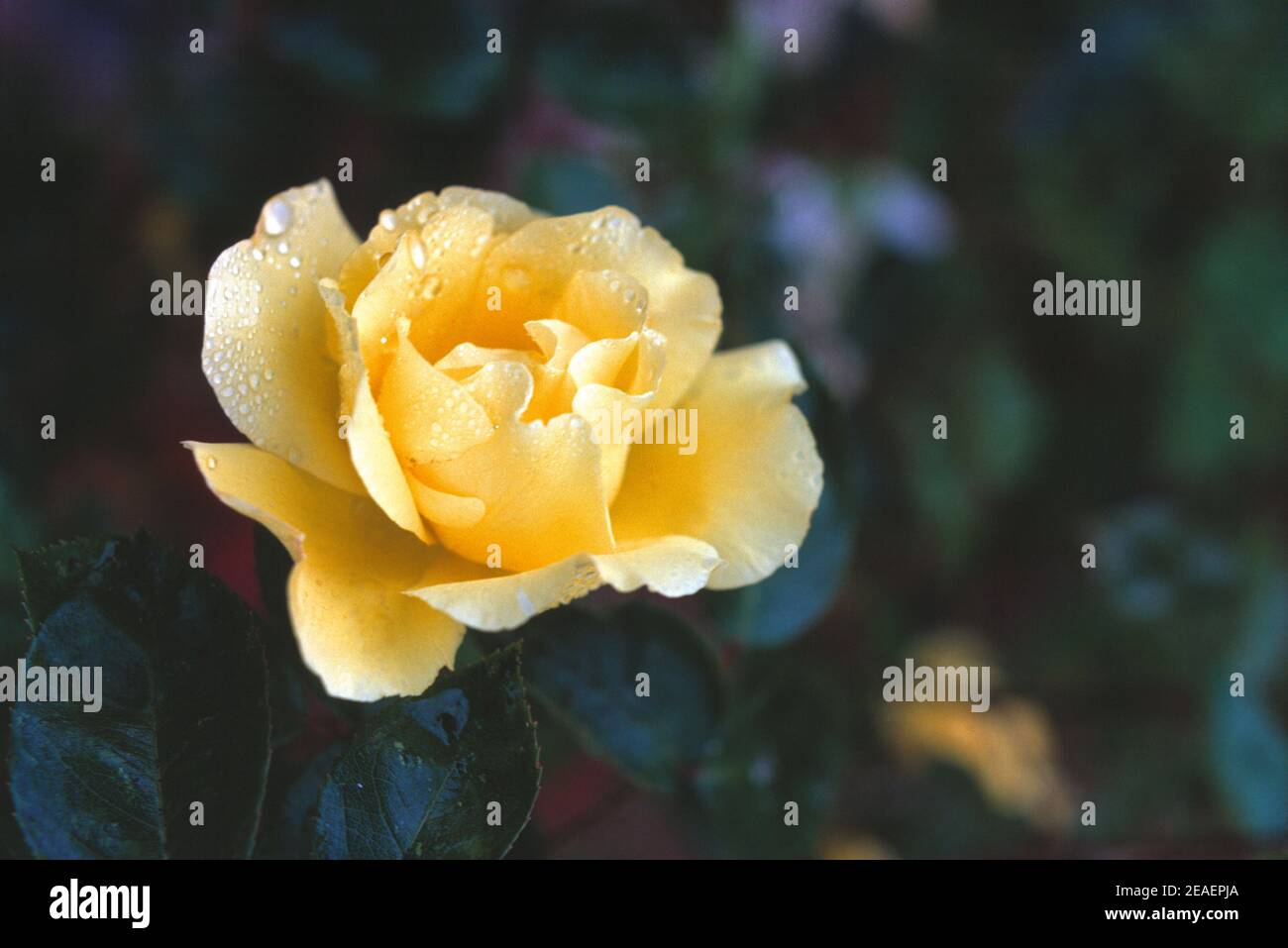 Vereinigtes Königreich. England. Gartenblumen. Gelbe Rose in voller Blüte. Stockfoto