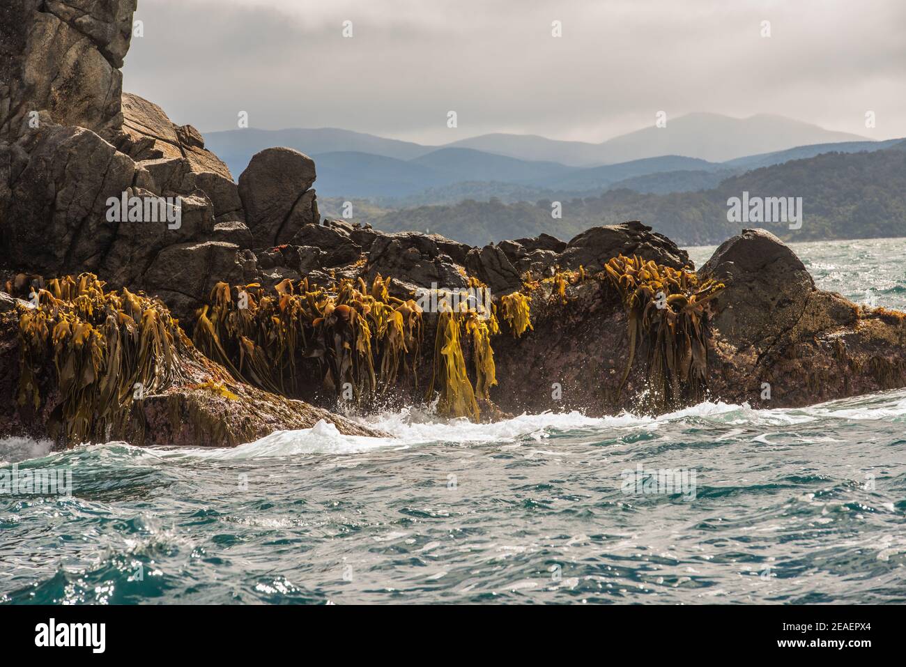 Lange Teleobjektiv Aufnahme der Tasmanischen See, wo goldene Algen an Felsen klammert und Berg Silhouetten sind im Hintergrund. Stockfoto