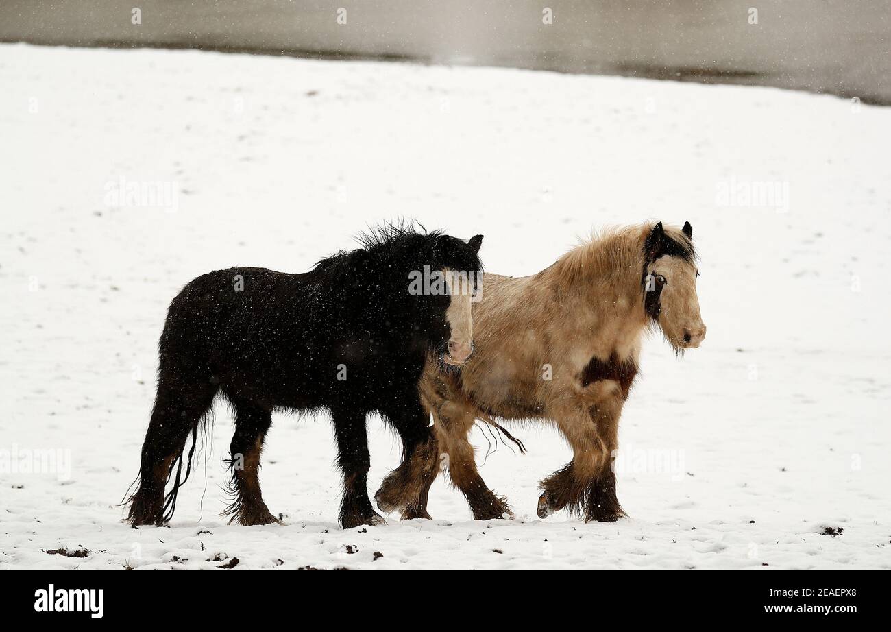 Syston, Leicestershire, Großbritannien. 9th. Februar 2021. Wetter in Großbritannien. Pferde laufen über ein schneebedecktes Paddock. Credit Darren Staples/Alamy Live News. Stockfoto