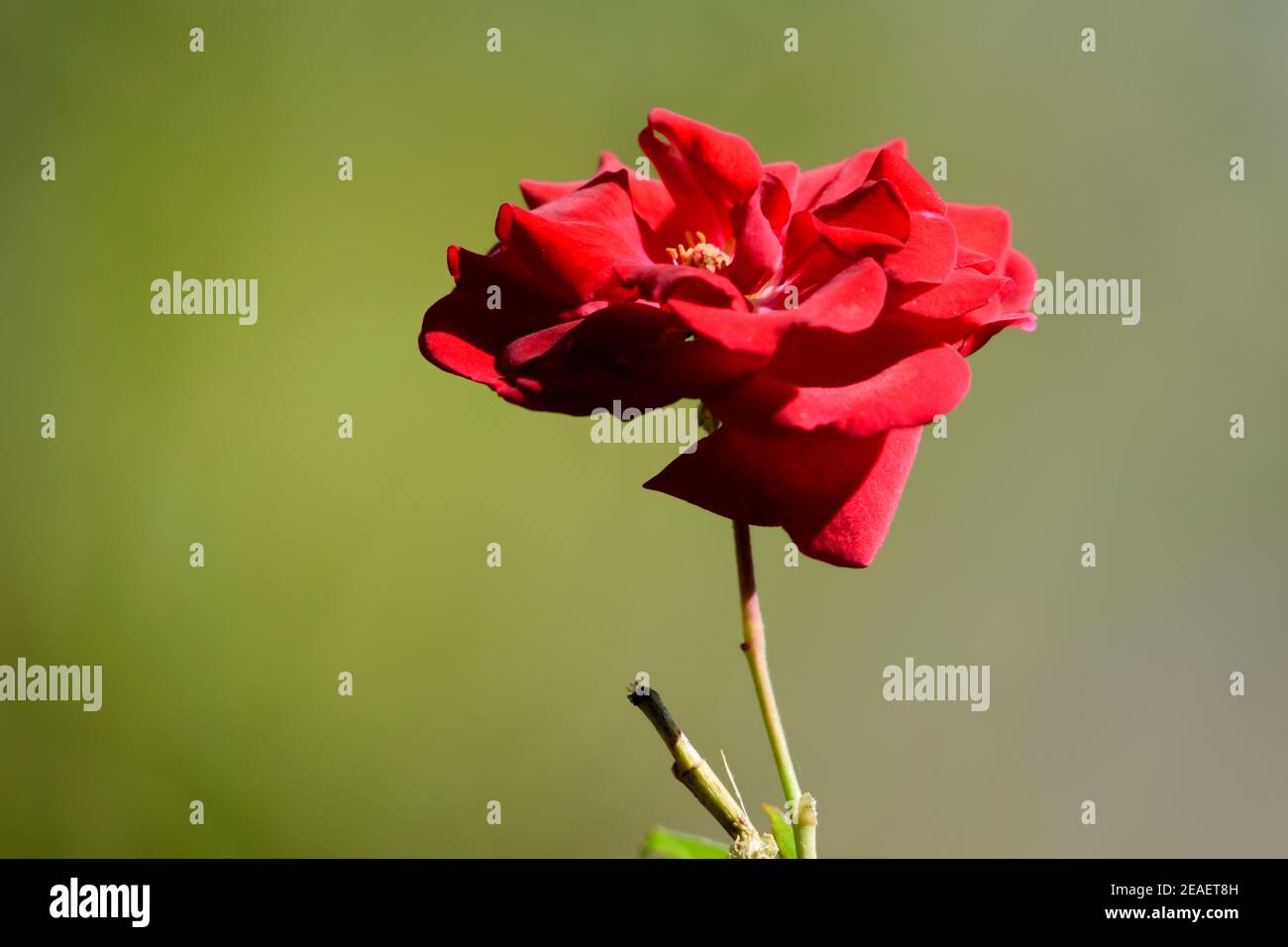Valentinsgrußtagesgrußkarten Rotrose Blumen Stockfotos und -bilder Kaufen -  Alamy
