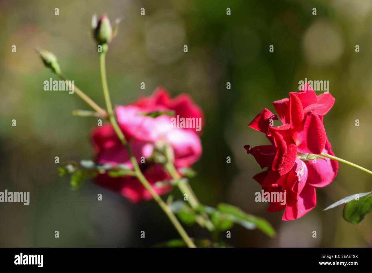 Kashmiri Rose Desi Rose Pflanze mit Trauben Stamm. Knospen und blühte große indische pakistanische Rose Blumen Rückseite Ansicht der Rose Blume.Selektive Fokus Stockfoto