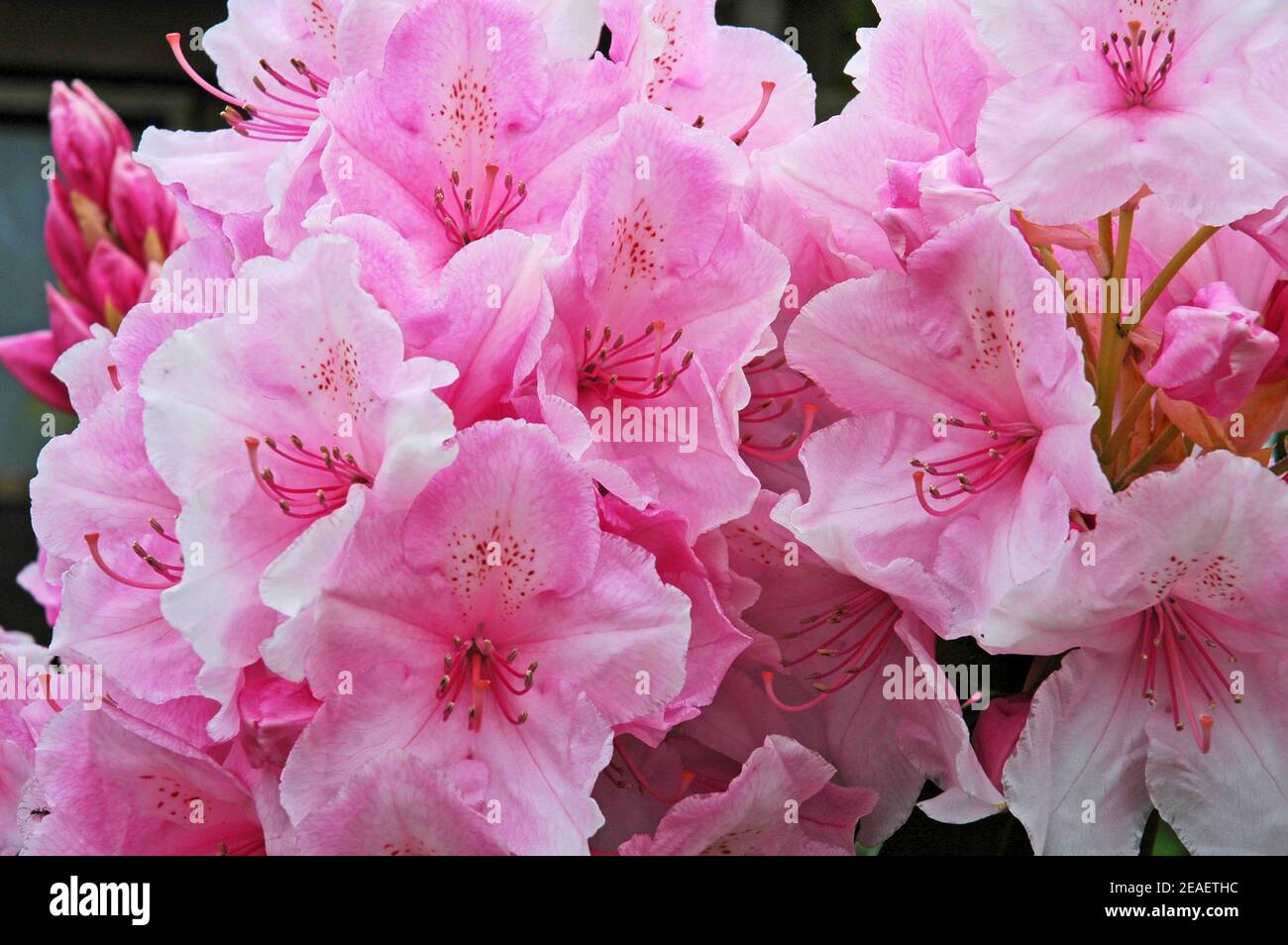 Rhododendron, 'English Roseum.' Kompakt. West Sussex Coastal Plain Stockfoto