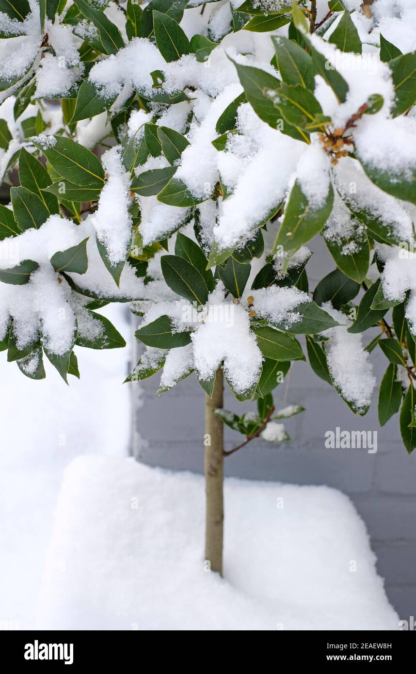 lorbeer Baum im Topf mit Schnee bedeckt, norfolk, england Stockfoto