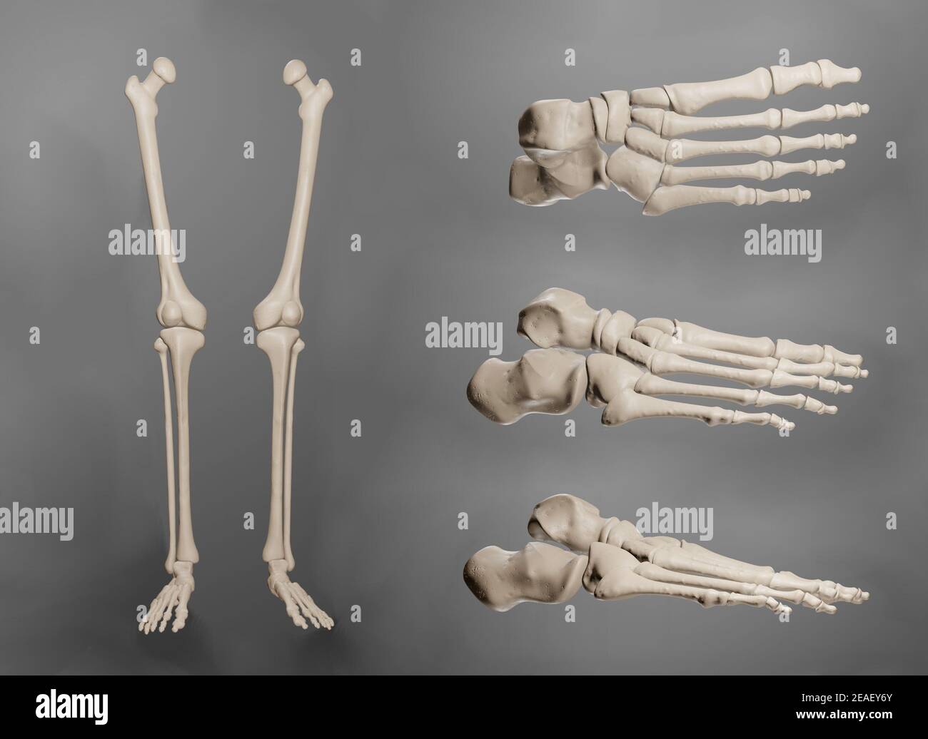 3D Renderings von menschlichen Bein- und Fußknochen aus mehreren Winkeln. Stockfoto